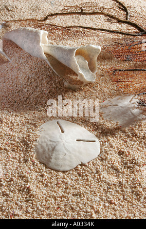 Sand-Dollars und Muscheln am Strand mit Treibholz. Stockfoto