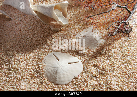 Sand-Dollars und Muscheln am Strand von Coral mit Treibholz. Stockfoto
