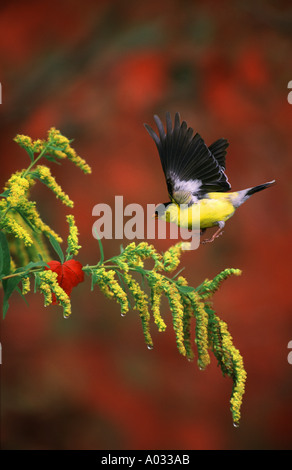Rote und gelbe fallen: Männlich American Goldfinch fliegen und landen auf dem blühen gelbe Goldrute mit leuchtend roten maple leaf Akzent, Mittelwesten, USA Stockfoto