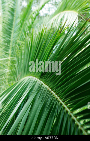 Palmblatt Stockfoto