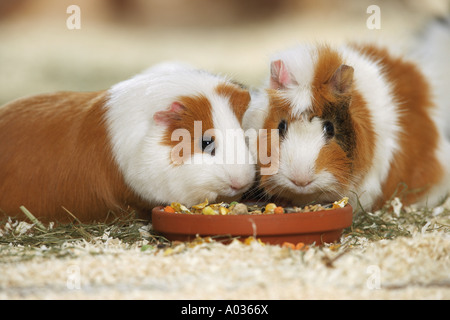 Abessinisches Meerschweinchen. Zwei Tiere, die von einem Gericht essen Stockfoto