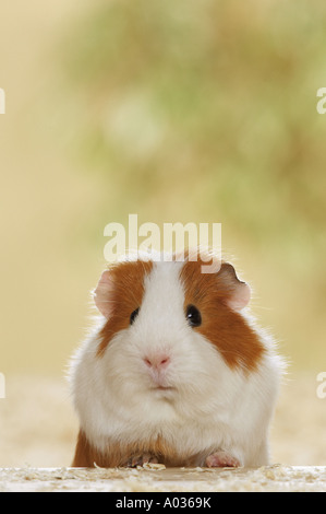 Glattes Guinea-Schwein, frontseitig gesehen. Studiobild Stockfoto