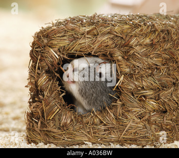 Meerschweinchen in Heu Kugel Stockfoto