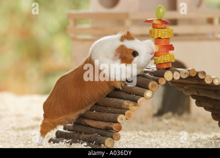 Meerschweinchen - kaute Stockfoto