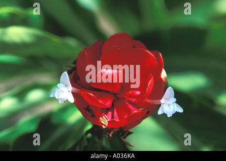 Tropische Blume rot Taschenlampe Ginger mit weißen Blütenblättern Stockfoto