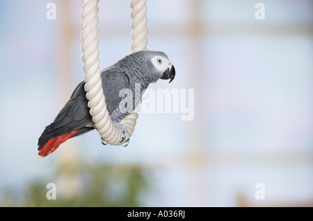 Kongo afrikanischen grau Papageien auf Seil Stockfoto