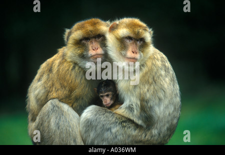 eine Familie von Magots (Macaca Sylvanus) Suggling gegen einander schützen ihr baby Stockfoto