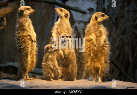 Familie Erdmännchen (Suricata Suricatta) schaut sich um interessierte Stockfoto