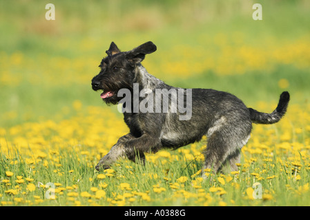 Riesenschnauzer - läuft auf Wiese Stockfoto