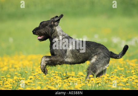 Riesenschnauzer - läuft auf Wiese Stockfoto