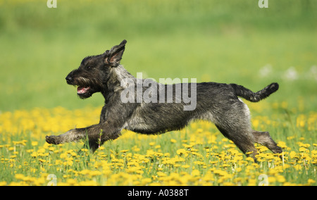 Riesenschnauzer - läuft auf Wiese Stockfoto