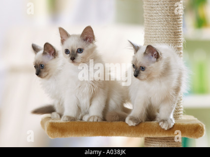 Heilige Katze von Burma - drei Kätzchen auf Kratzbaum Stockfoto