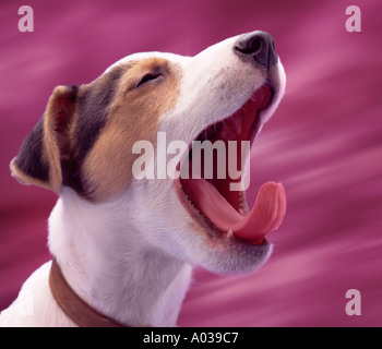 Jack Russell Terrier Welpen Stockfoto