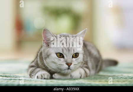 Britisch Kurzhaar Katze, liegend Stockfoto