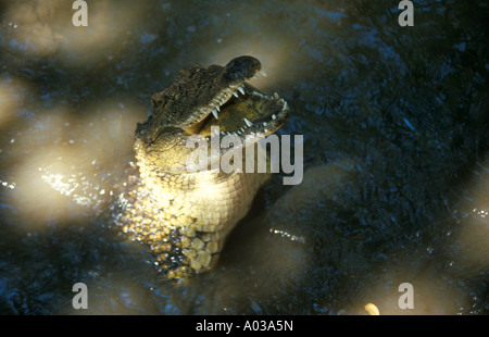 ein Krokodil, springen aus dem Wasser zu seiner Beute an der Crocodile Farm in der Nähe von Victoria Falls in Simbabwe in Afrika Stockfoto