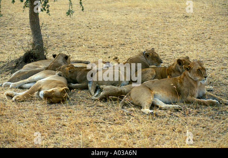 Löwen (Panthera Leo) ausruhen im Schatten im Serengeti Nationalpark in Tansania in Afrika Stockfoto