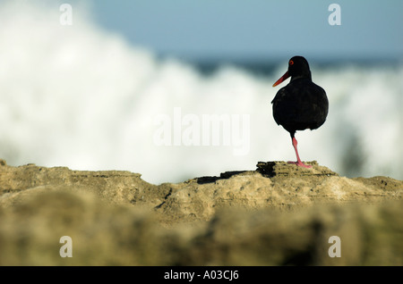 Eine afrikanische schwarze Austernfischer steht auf einem Bein an einem Strand der Provinz Eastern Cape in Südafrika. Stockfoto