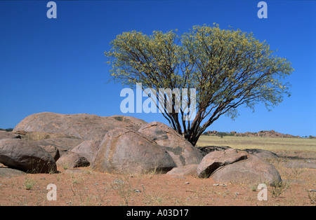 Blühende Wüste Baum und Landschaft Namibias 2000 Stockfoto