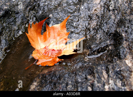 Regen-getränkten Herbstlaub großen und kleinen Lügen auf schroffen Granitfelsen, die teilweise im Wasser untergetaucht. Stockfoto