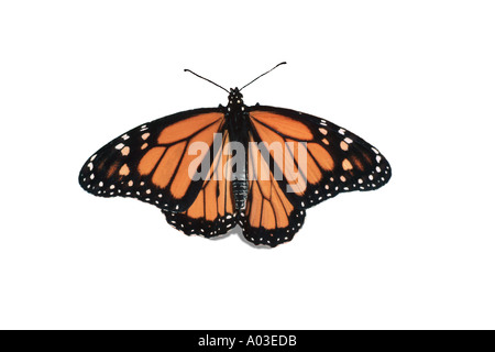 Männliche Monarch butterfly, Danaus plexippus, mit Flügeln outstreched auf weißem Hintergrund, Missouri, USA Stockfoto