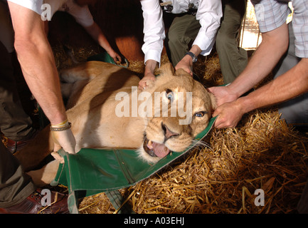 TIERÄRZTE UND WÄCHTER UMGANG MIT EINER TRANQUILLISED LÖWIN, KONTRAZEPTIVE IMPLANTATE BEI WEST MIDLAND SAFARIPARK ZU INJIZIEREN Stockfoto