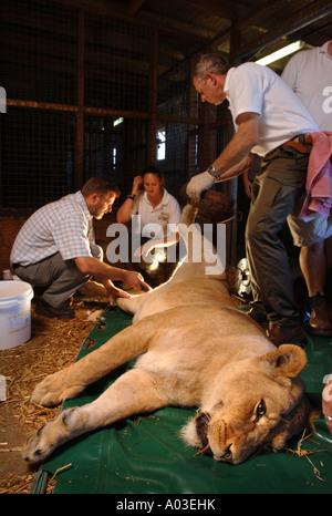 TIERÄRZTE UND WÄCHTER UMGANG MIT EINER TRANQUILLISED LÖWIN, KONTRAZEPTIVE IMPLANTATE BEI WEST MIDLAND SAFARIPARK ZU INJIZIEREN Stockfoto