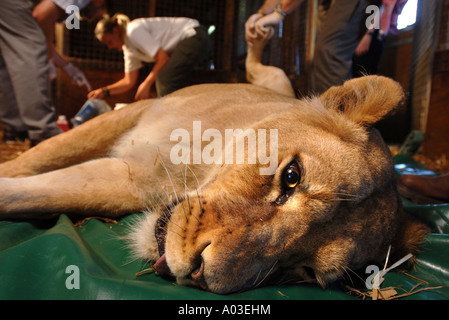 TIERÄRZTE UND WÄCHTER UMGANG MIT EINER TRANQUILLISED LÖWIN, KONTRAZEPTIVE IMPLANTATE BEI WEST MIDLAND SAFARIPARK ZU INJIZIEREN Stockfoto