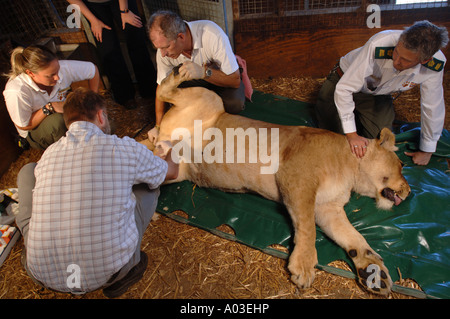 TIERÄRZTE UND WÄCHTER UMGANG MIT EINER TRANQUILLISED LÖWIN, KONTRAZEPTIVE IMPLANTATE BEI WEST MIDLAND SAFARIPARK ZU INJIZIEREN Stockfoto