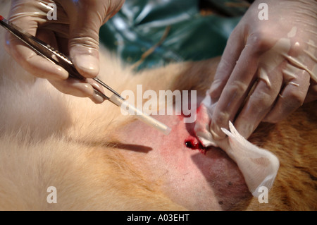 TIERÄRZTE UND WÄCHTER UMGANG MIT EINER TRANQUILLISED LÖWIN, KONTRAZEPTIVE IMPLANTATE UNTER DER HAUT DER OBERSCHENKELINNENSEITE WEST M ZU INJIZIEREN Stockfoto