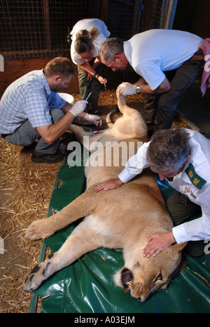 TIERÄRZTE UND WÄCHTER UMGANG MIT EINER TRANQUILLISED LÖWIN, KONTRAZEPTIVE IMPLANTATE BEI WEST MIDLAND SAFARIPARK ZU INJIZIEREN Stockfoto