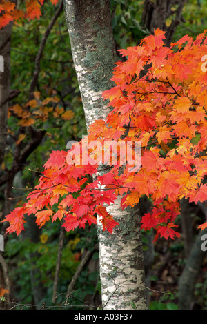 Japan-See Towada Farben von Ahornblätter im Herbst Stockfoto