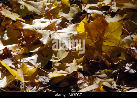 Laub im Herbst, UK Stockfoto