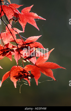 Acer Palmatum OSAKAZUKI im Herbst, UK Stockfoto