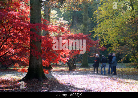 Acer Lichtung im Herbst, Westonbirt Arboretum, Gloucestershire, England, UK Stockfoto