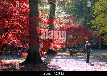 Acer Lichtung im Herbst, Westonbirt Arboretum, Gloucestershire, England, UK Stockfoto