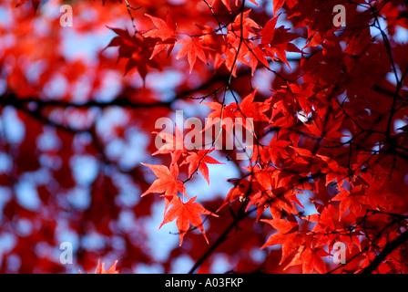 Acer Palmatum ATROPURPUREUM im Herbst, Westonbirt Arboretum, Gloucestershire, England, UK Stockfoto