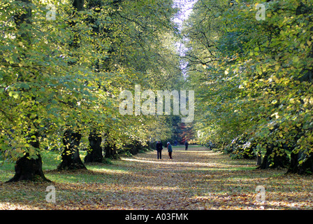 Lindenallee im Herbst, Westonbirt Arboretum, Gloucestershire, England, UK Stockfoto