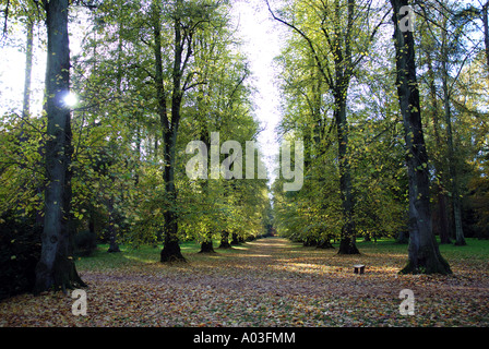 Lindenallee im Herbst, Westonbirt Arboretum, Gloucestershire, England, UK Stockfoto