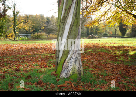 Stamm der Rosskastanie Baum verdrehen durch Blutungen Conker Krebs Infektion, Leicestershire, England, UK Stockfoto