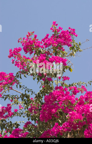 Bougainvillea-Blüten Stockfoto