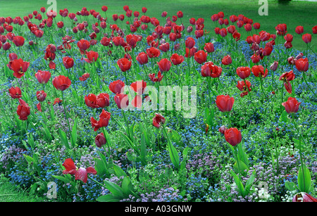 Swaythe von roten Tulpen und vergessen me Nots wächst im Blumenbeet in einer Parklandschaft in den Frühling Stockfoto