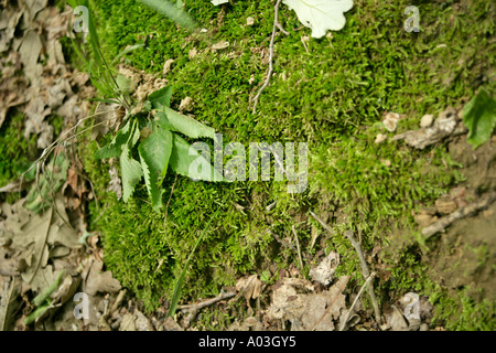 Grünes Leben auf Waldboden. Stockfoto