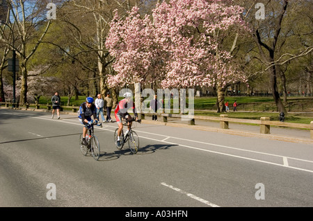 New York City New York Frühling mit Blüten im Central Park Stockfoto