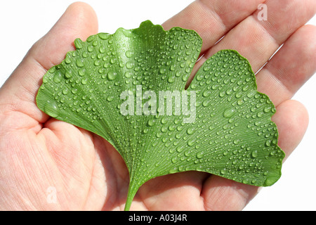 Mädchen Haare Baum Ginkgo biloba Stockfoto