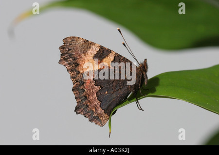 Kleine Schildpatt Schmetterling Aglais Urticae auf Blatt Stockfoto