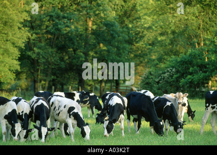 HOLSTEIN UND BROWN SWISS KUH KÄLBER AUF DER WEIDE-PENNSYLVANIA Stockfoto