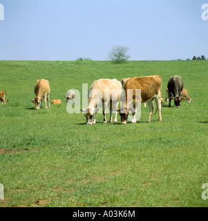 MISCHLINGSHUND MOLKEREIHERDE GEORGIEN Stockfoto