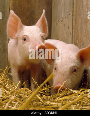 20 25 LB 4 WOCHEN ALTEN FEEDER SCHWEINE Stockfoto