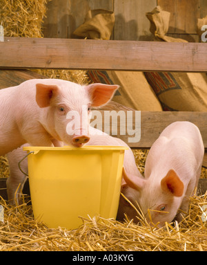 30 35 LB 6 WOCHEN ALTEN FEEDER SCHWEINE Stockfoto