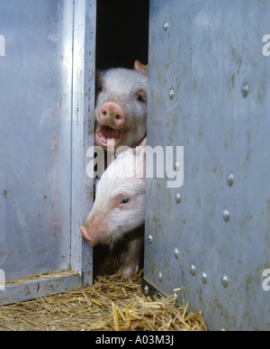 3 1 2 WK YORKSHIRE LANDRASSE-SCHWEINE Stockfoto